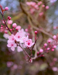 Close-up of pink cherry blossoms in spring