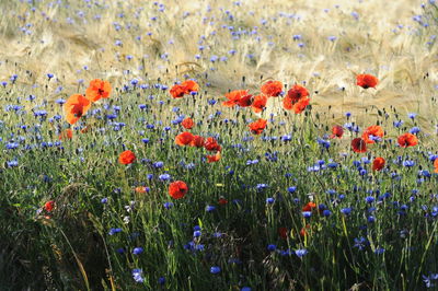 Blue and red flowers blooming on field