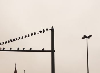 Low angle view of birds perching against clear sky