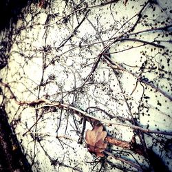 Close-up of dried leaves on tree