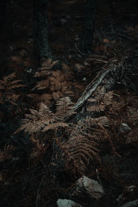 Close-up of dead tree on field in forest