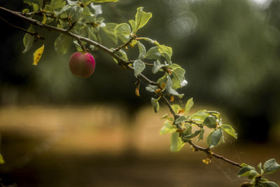 Close-up of berries growing on tree