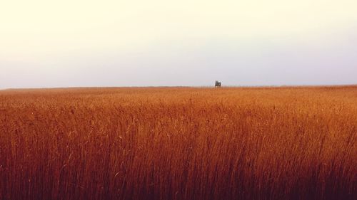 Scenic view of wheat field against clear sky