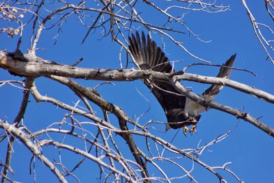 Low angle view of bird perching on bare tree against blue sky