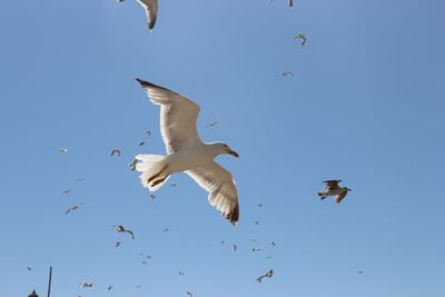 Low angle view of seagulls flying in sky