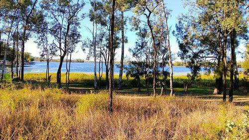 Trees on field against lake in forest