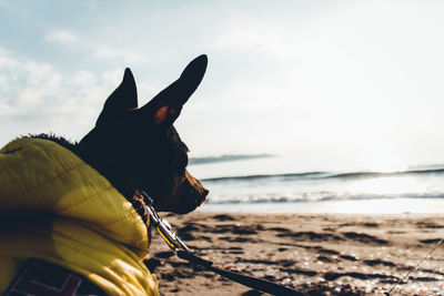 Close-up of a dog on the beach