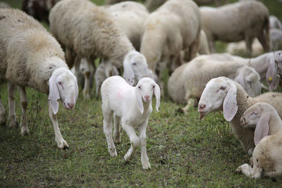 Young lamb in the middle of the numerous flock of white sheep grazing