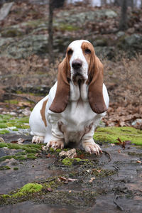 Portrait of dog sitting on land