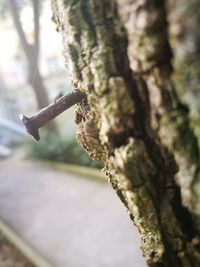 Close-up of spider web on tree