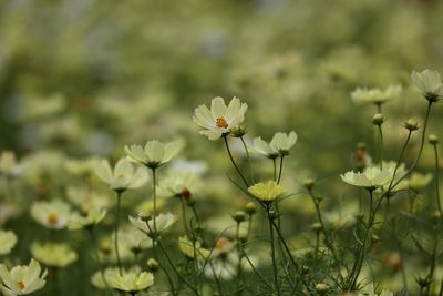 Close-up of flowers blooming outdoors