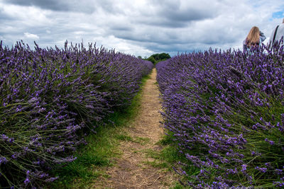 Purple flowers on field against sky