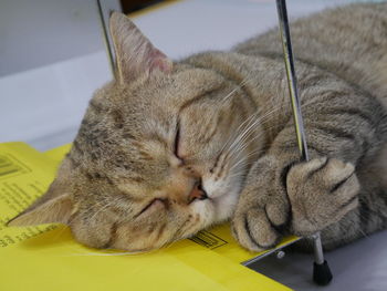 Close-up of cat sleeping