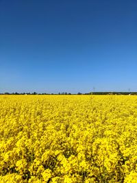 Scenic view of oilseed rape field against clear blue sky