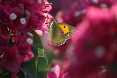 Close-up of butterfly pollinating on pink flower