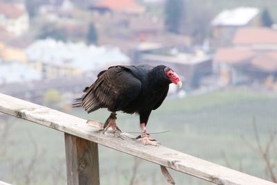 Close-up of bird perching on railing