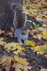 High angle view of squirrel on field during autumn