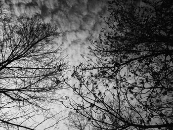 Low angle view of bare tree against sky