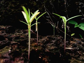 Close-up of plant growing on field