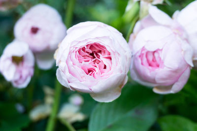 Close-up of pink flowers blooming outdoors