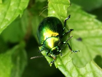 Close-up of insect on leaf