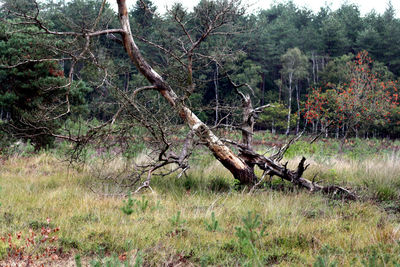View of trees in forest