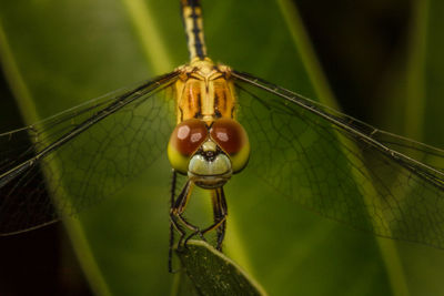 Close-up of dragonfly