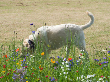 View of white flowers on field