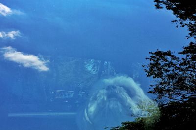 Low angle view of trees against blue sky