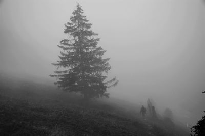 Trees in foggy weather