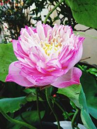 Close-up of pink flower blooming outdoors