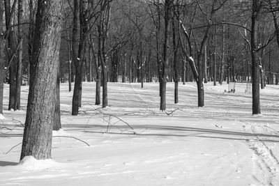 Bare trees on snow covered land