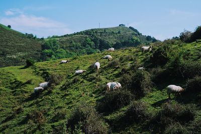 View of sheep on grassy field against sky
