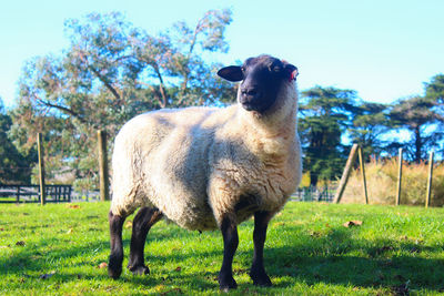 Sheep grazing on grassy field