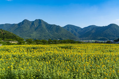 Sunflower field