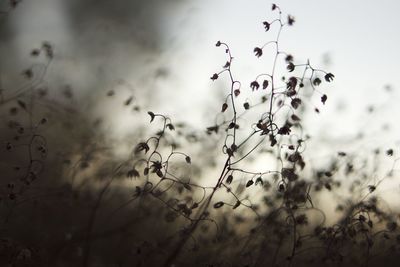 Close-up of plants against sky