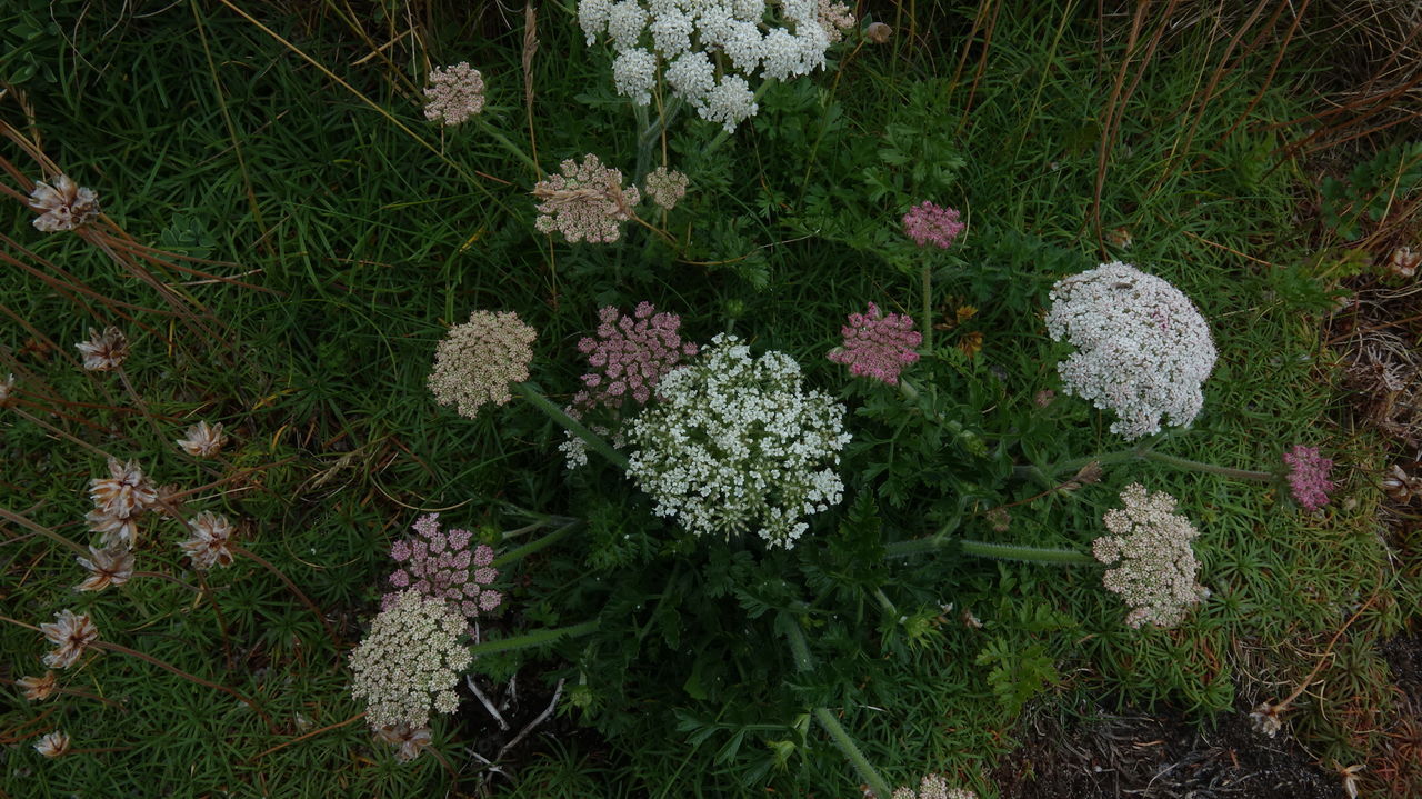 DIRECTLY ABOVE SHOT OF FLOWERING PLANTS ON FIELD