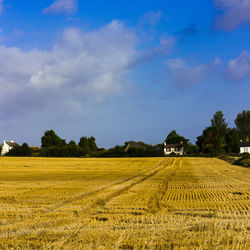 Scenic view of agricultural field against sky