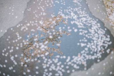 High angle view of cherry blossom during winter