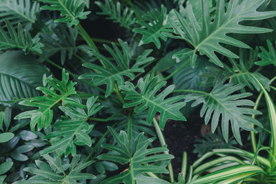 Full frame shot of fresh green plants