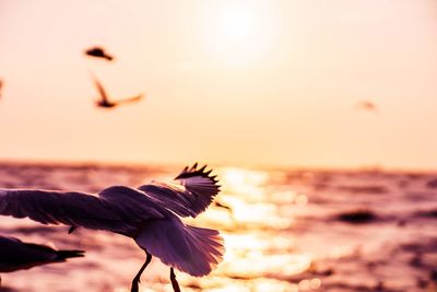 Bird flying over sea during sunset