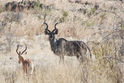 Kudu and deer in forest