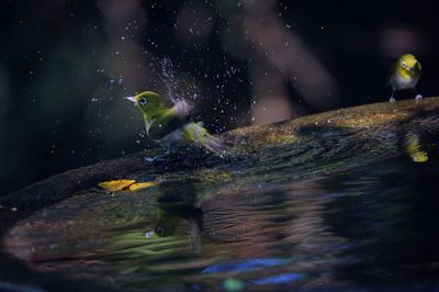 Close-up of bird perching by water