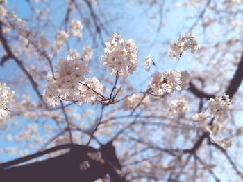 Low angle view of apple blossoms in spring