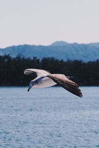 Seagull flying over sea