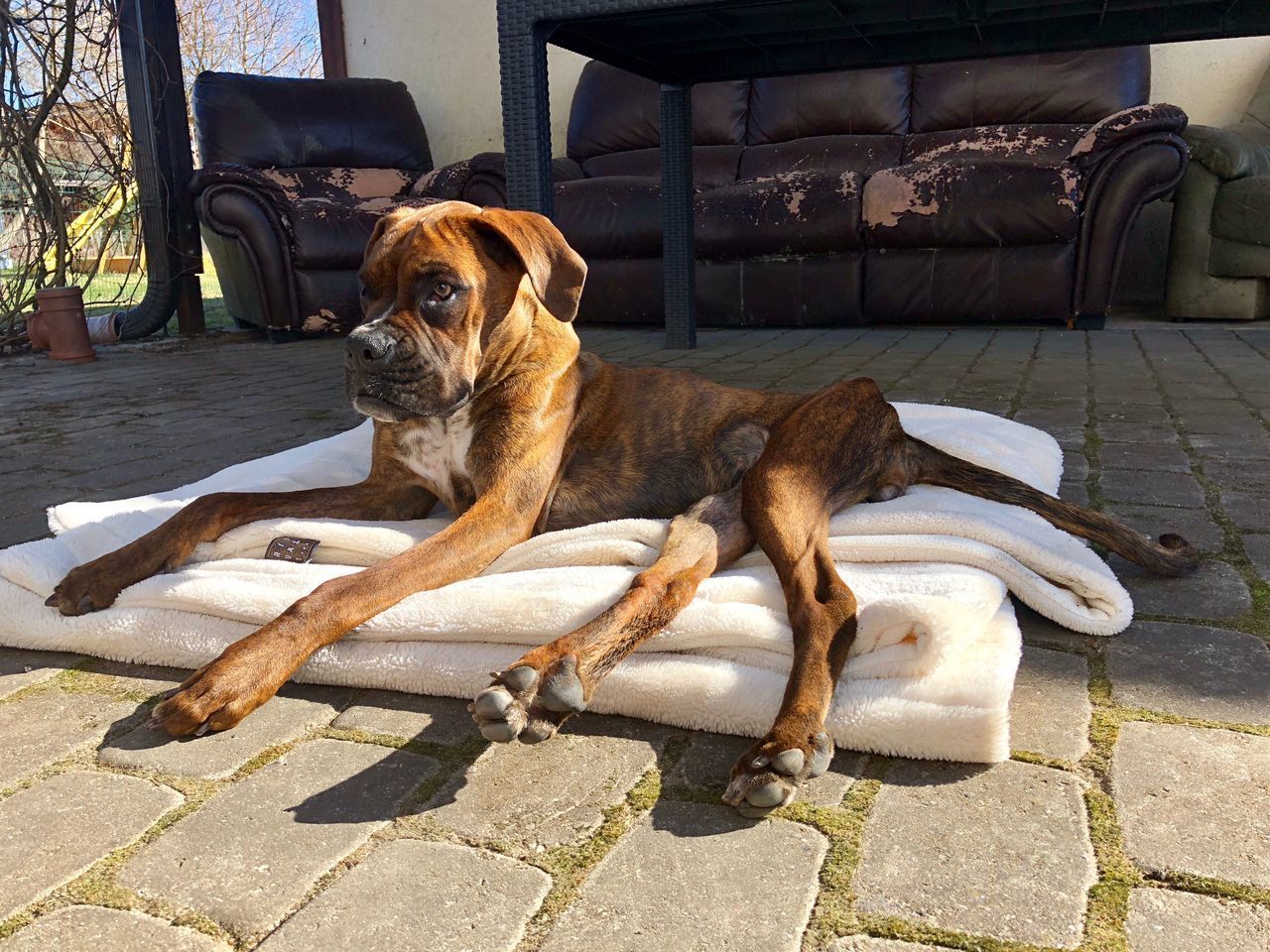 DOG RELAXING ON FOOTPATH