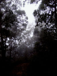 Low angle view of trees in forest against sky