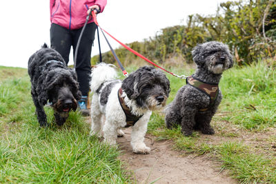 Low section of person with dogs on grass