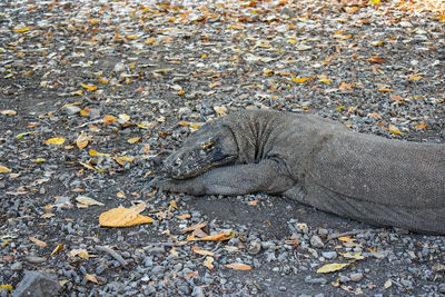 High angle view of a giant lizard 