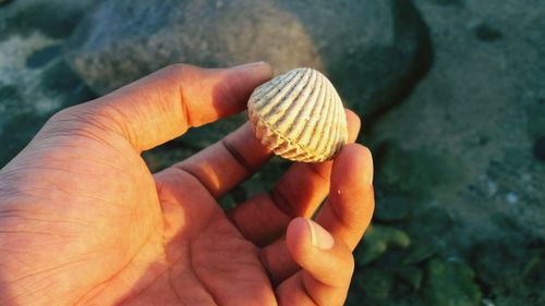 Close-up of person holding shell